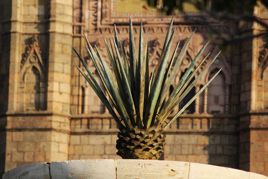 La fuente del maguey