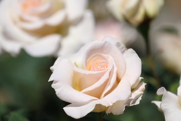 薔薇（フレンチ・レース）