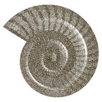 Doted Ammonite Shell    - vector illutration 