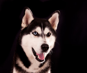 Portrait of a dog breed Siberian Husky on a black background