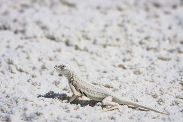 Bleached earless lizard