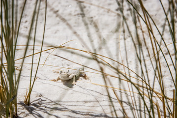 Bleached earless lizard