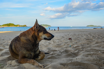 Relaxing dog on the beach