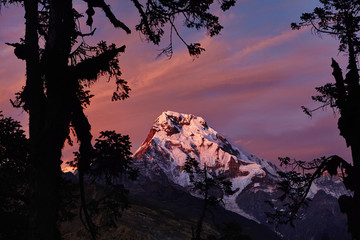 Close up outdoor shot of amazing snowy peak of Annapurna South taken by trekker from shadow among trees in valley. Beautiful scenery of morning frosty sky illuminated with pink tint of rising sun
