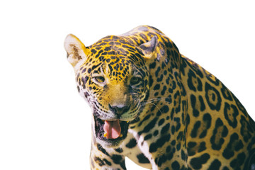 Image of a jaguar ( panthera onca ) isolated on white backgrond.