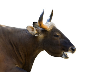 Image of a red bull male on white background. wild animals.