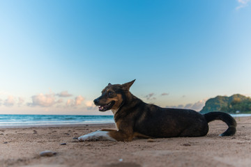 Fototapeta na wymiar Thai dog sitting on the beach