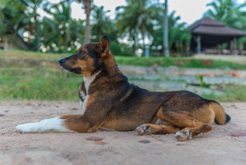 Thai dog sitting on the beach