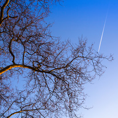 Bottom view on a tree branches on blue sky background.