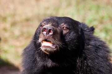 Obraz na płótnie Canvas Asian great black bear.