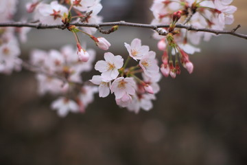 さくら