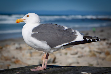 Side shot of seagull hanging out on the beach
