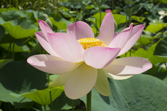 Fototapeta Nelumbo Nucifera, Sacred Lotus Flower and Leaves