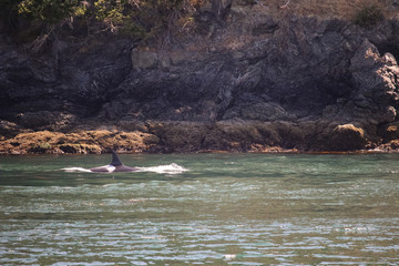 Killer Whale Swimming in Washington
