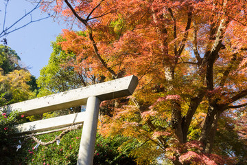 Autumn leaves of Atami plum garden