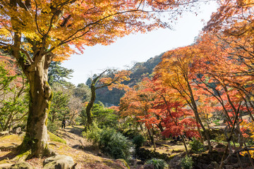 Autumn leaves of Atami plum garden