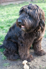 Pink, a female Old English Sheepdog-Golden Retriever Mix