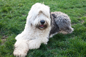 Olivia, a female Old English Sheepdog