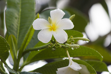 Flowers after a rain
