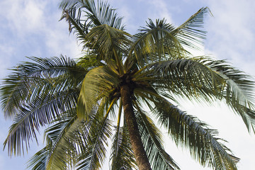 Fototapeta na wymiar Palm trees against the background of the sky