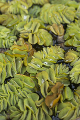 オオサンショウモ　Salvinia molesta