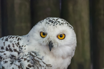 Harfang des neiges en gros plan