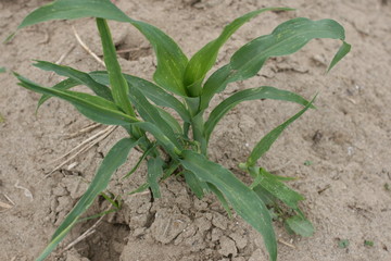 corn field