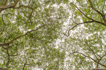 Autumn tree in the forest seen from ground up