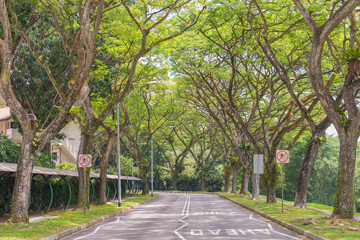 curving road with trees in a public park