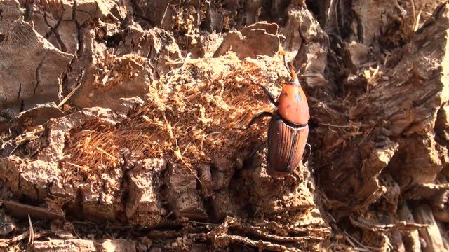 Red palm weevil on Palm tree (Rhynchophorus ferrugineus), the red palm weevil is a species of snout beetle also known as the Asian palm weevil or sago palm weevil. 