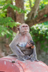 monkey and her little baby in national park, crab-eating macaque