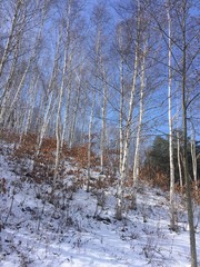 White birch woods