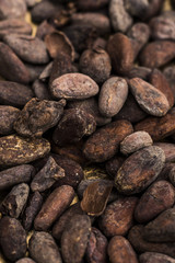 チョコレートの原料　カカオ豆　