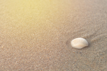 Fototapeta na wymiar Shell on sand at beach in the morning