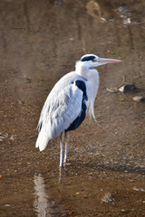 冬の川のアオサギのアップ