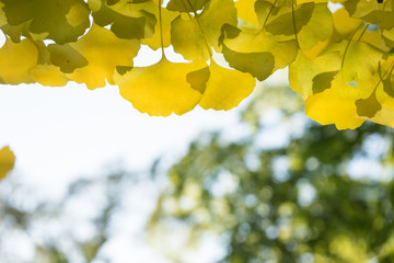 Obraz premium Leaves of ginkgo biloba