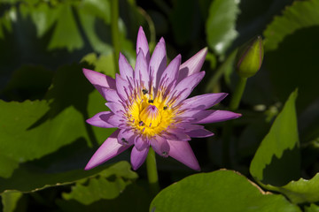 Bee swarming on lotus flower