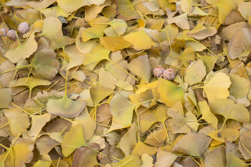Dried ginkgo leaves