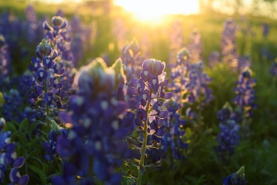 Texas Bluebonnet Sunset