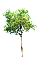 Obraz premium nature tree on white background of Isolated