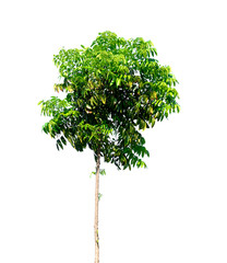 nature tree on white background of Isolated