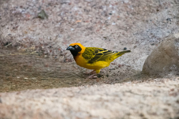 Tisserin de Speke et une goutte en suspension