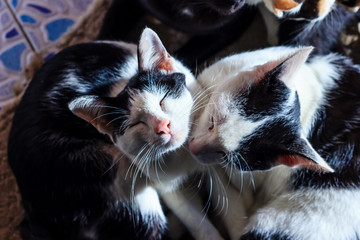 close up cat sleeping