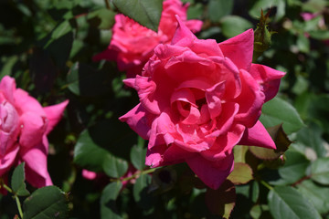 Pink rose garden