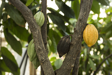 カカオの実、木　