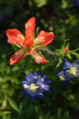 Texas Indian Paintbrush wildflower
