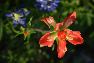 Fototapeta premium Texas Indian Paintbrush wildflower