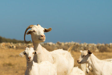 Family goat portrait. A beautiful moment of the mother and her babies.
