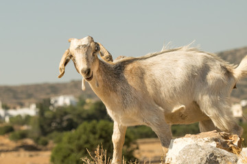 Funny goat portrait on a pile of rocks on a sunny day.
