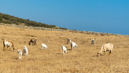 Fototapeta premium Grazing area for goats and sheep at Paros island in Greece. 